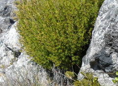 Cliffortia tuberculata