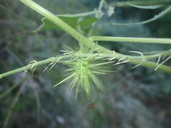 Echinopepon wrightii