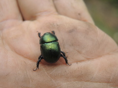 Onthotrupes herbeus