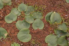 Eriospermum descendens