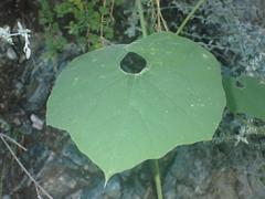Echinopepon wrightii