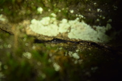 Plethodon amplus