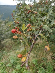 Crataegus dipyrena