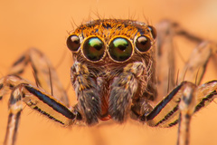 Maeota dichrura