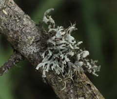 Heterodermia leucomelos