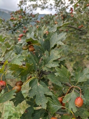 Crataegus dipyrena