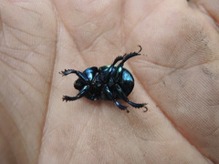 Onthotrupes herbeus