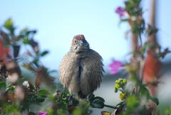 Sphenoeacus afer afer