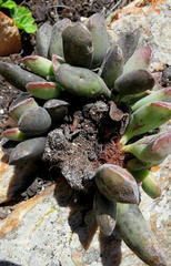 Adromischus cristatus