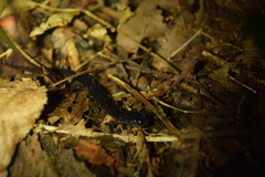 Plethodon cheoah