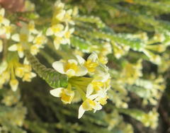 Gnidia chrysophylla