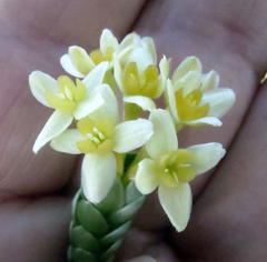 Gnidia chrysophylla