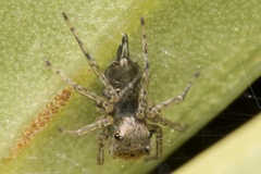 Maeota dichrura