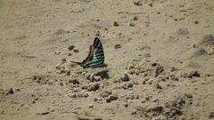 Graphium policenes policenes