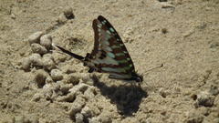 Graphium policenes policenes