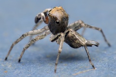 Maeota dichrura
