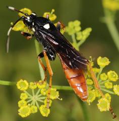 Amblyjoppa fuscipennis