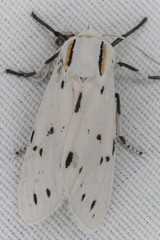 Ectypia bivittata