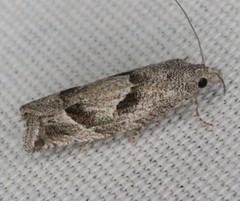 Pelochrista corosana