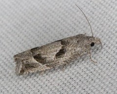 Pelochrista corosana