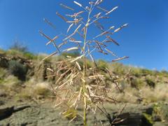 Eragrostis annulata