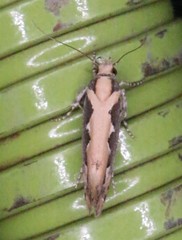 Ornativalva erubescens