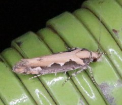 Ornativalva erubescens