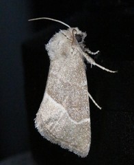 Plagiomimicus spumosum