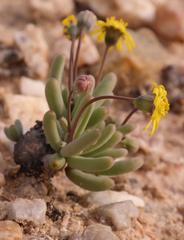 Crassothonna protecta