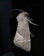 Plagiomimicus spumosum