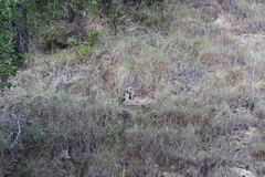 Lemur catta
