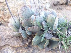 Adromischus alstonii