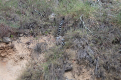 Lemur catta