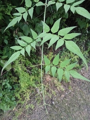 Jasminum officinale