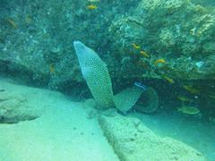 Gymnothorax favagineus