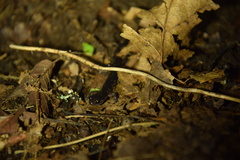 Plethodon cheoah