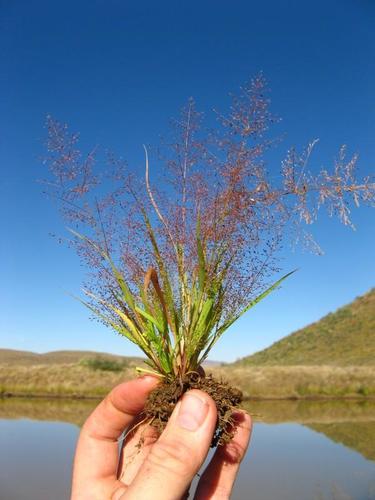 Two-Flowered Love Grass (Eragrostis biflora)