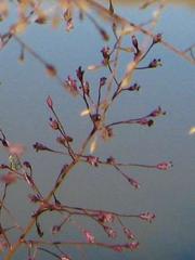 Eragrostis biflora