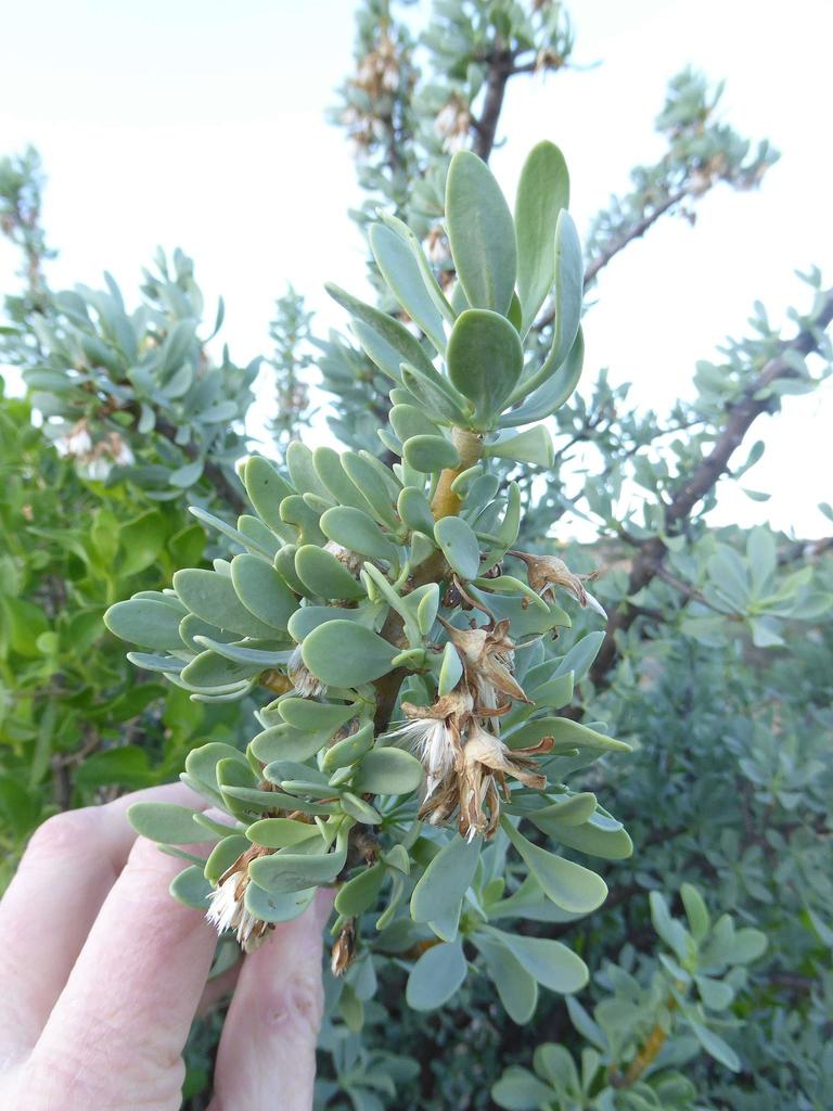 Othonna cerarioides, Kriekitstraat, Nababeep