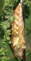 Aglais urticae
