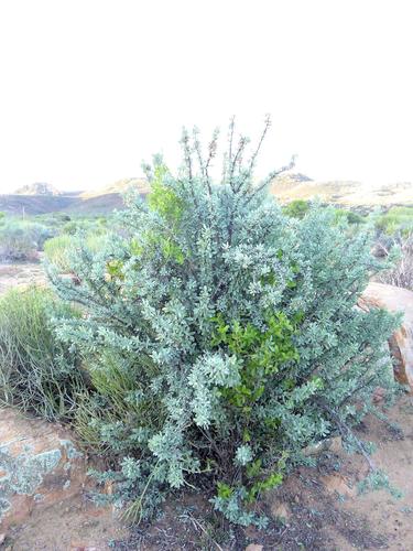 Othonna cerarioides