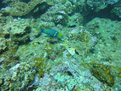 Thalassoma hebraicum
