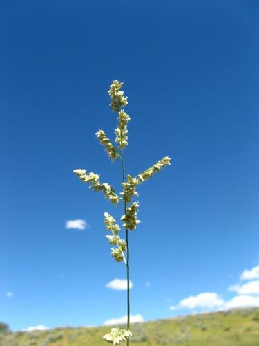Eragrostis echinochloidea image