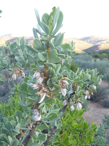 Othonna cerarioides