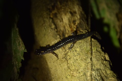 Plethodon cheoah