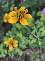 Sclerocarpus uniserialis