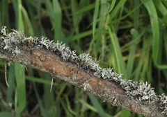 Heterodermia leucomelos