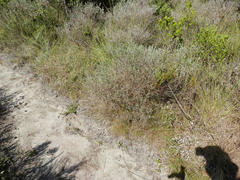 Podalyria myrtillifolia