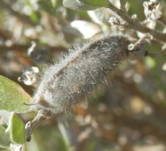 Podalyria myrtillifolia