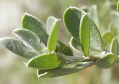 Podalyria myrtillifolia